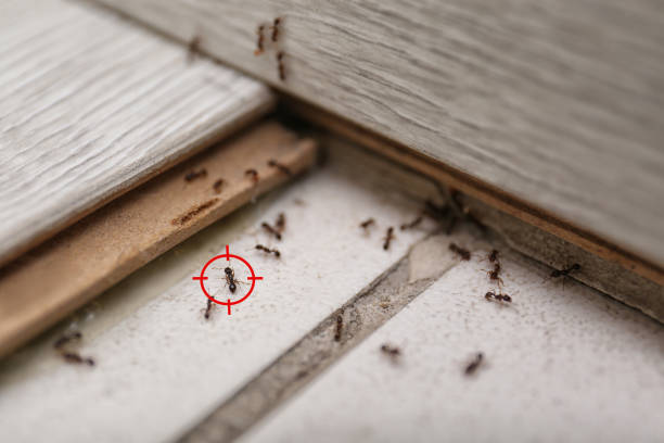 Flea Control Services in East Pasadena, CA