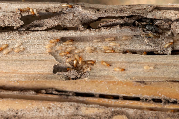 Best Exterminator Services  in East Pasadena, CA
