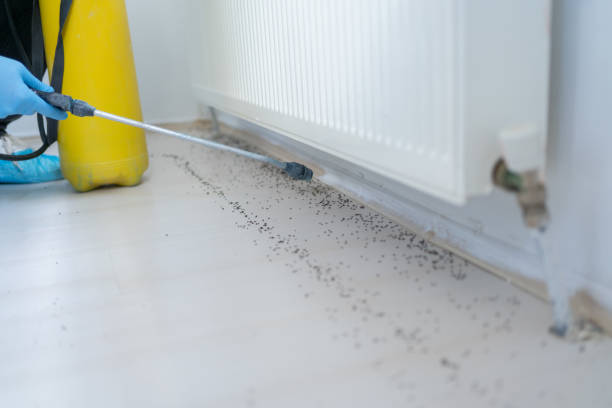 Professional Pest Control in East Pasadena, CA