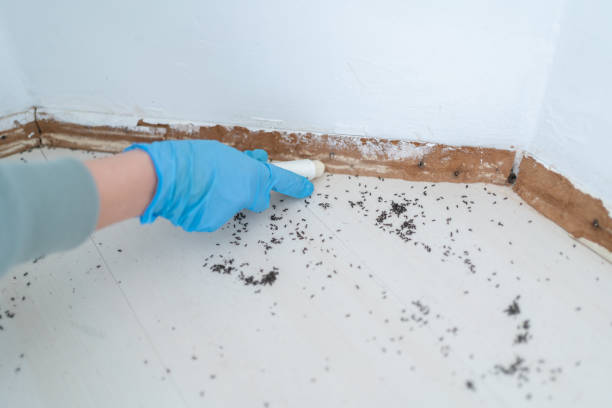 Best Pest Control Near Me in East Pasadena, CA